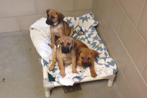 RURITEEN CLUB PAMPERS MCKAMEY SHELTER PUPS -- CHS Ruriteen Club spends a day at McKamey Animal Shelter. 