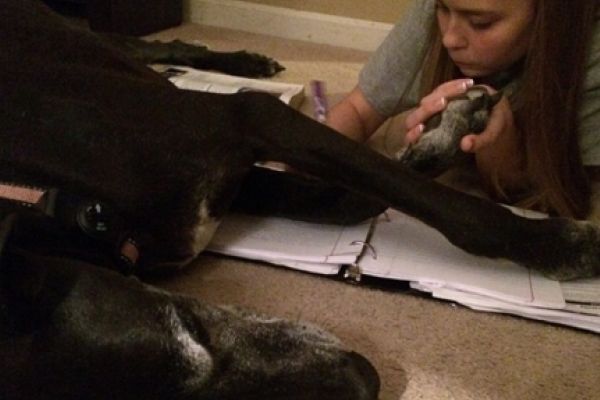 KIARA MOSTLY LYING ON EMILY BRANDONS BOOKS -- Emily Brandons 10 year old Great Dane lies with her while she studies.