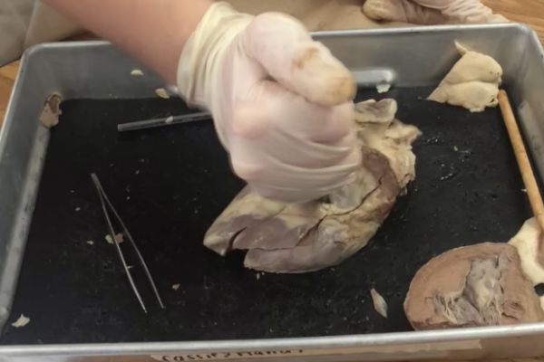 STUDENT CUTS OPEN SHEEP HEART -- Nikki Greene starts dissecting a sheep heart in Mrs.Sellars Anatomy class. 