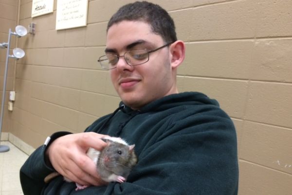 AP PSYCHOLOGY STUDENTS TEACH RATS -- Junior John Britt holds Jensen the rat while using classical conditioning techniques. 