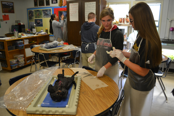 MRS. SELLERS CLASS STARTS THE CAT DISSECTION -- Anatomy students receive dead, preserved cats to dissect.