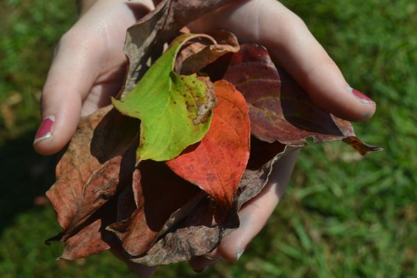 DISPLAY OF FALL LEAVES -- An array of recently fallen leaves.